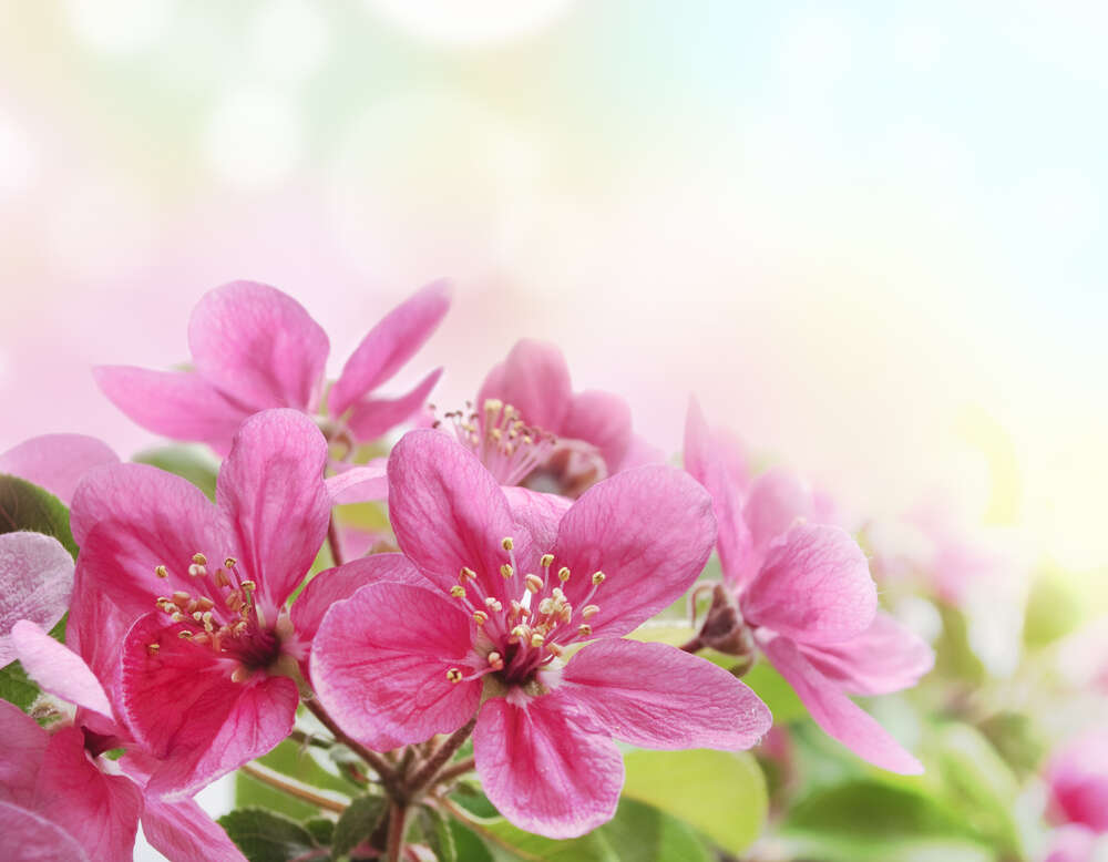 картина-постер Гілка рожевих квіточок яблуні