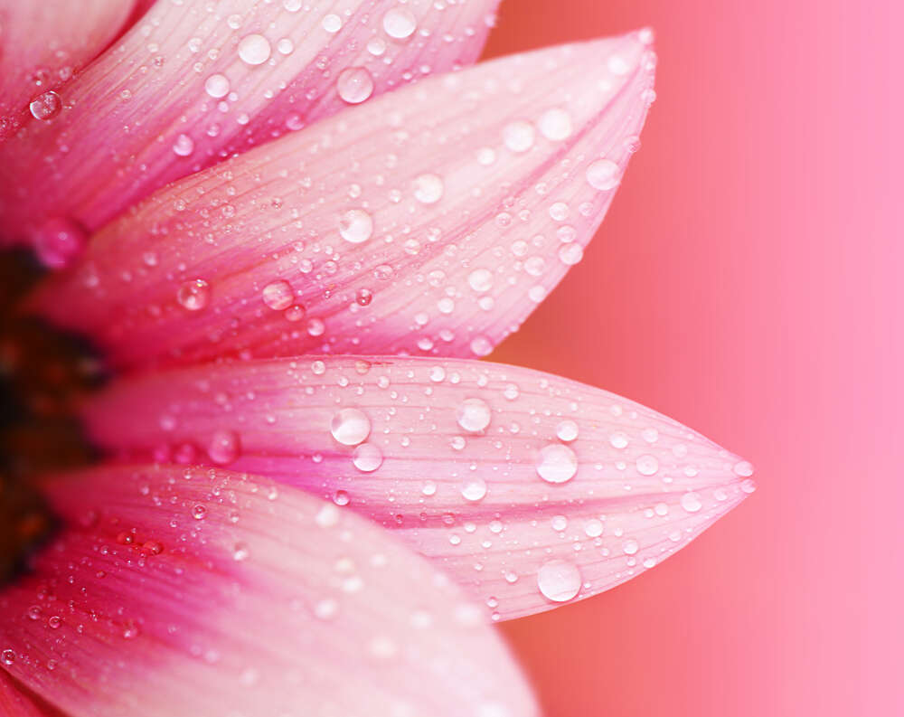 картина-постер Розовые лепестки герберы покрытые жемчугом росы