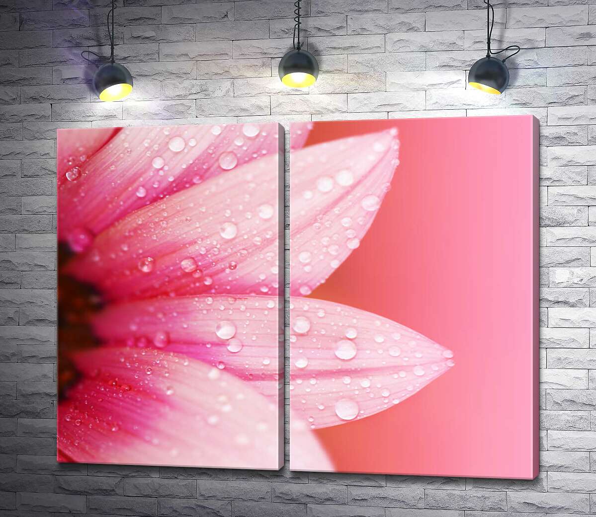 модульна картина Рожеві пелюстки гербери вкриті перлинами роси