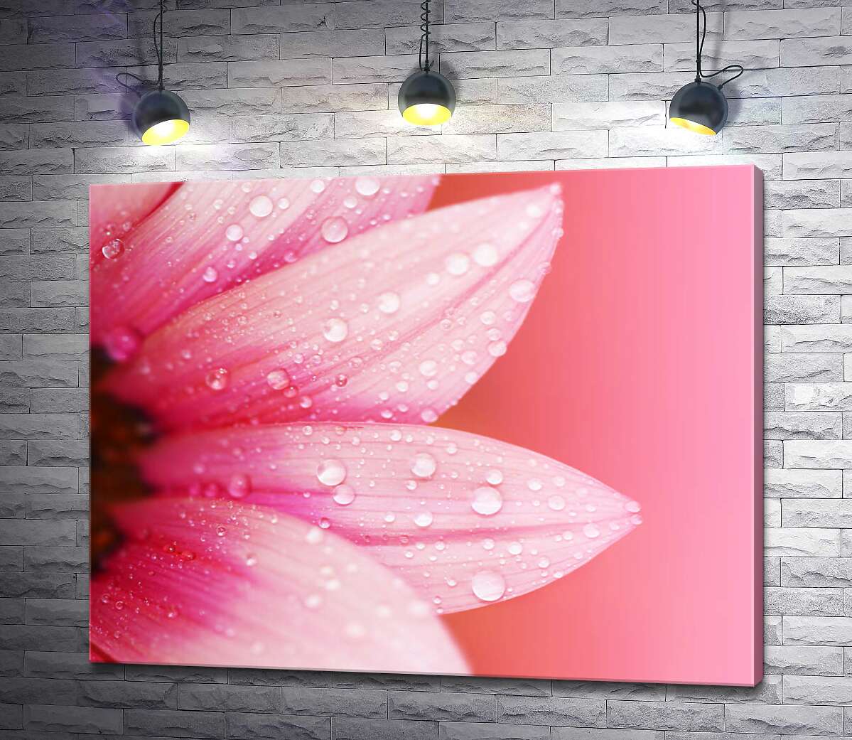 картина Рожеві пелюстки гербери вкриті перлинами роси