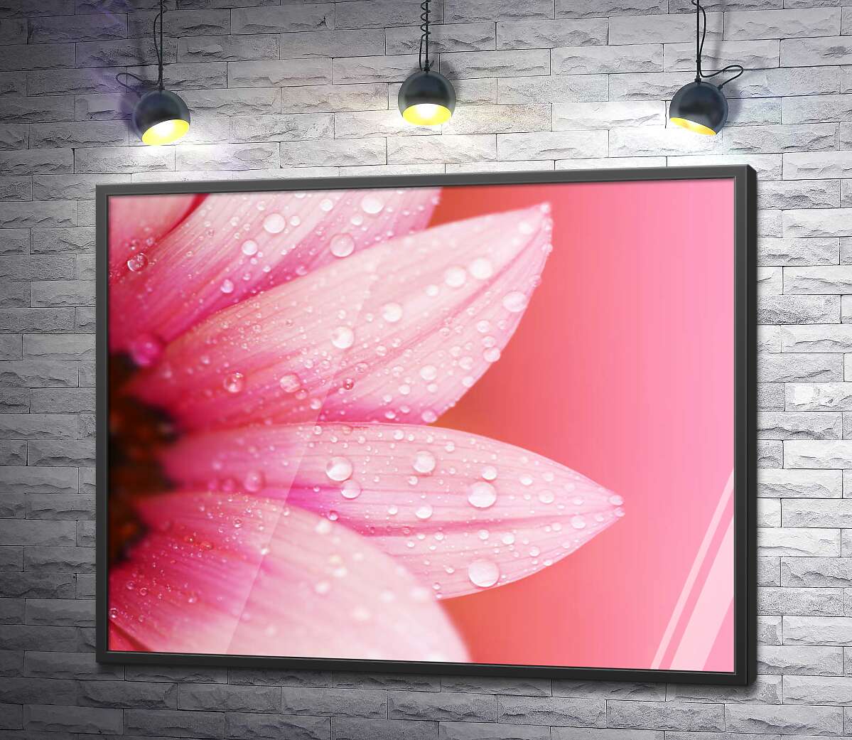 постер Рожеві пелюстки гербери вкриті перлинами роси