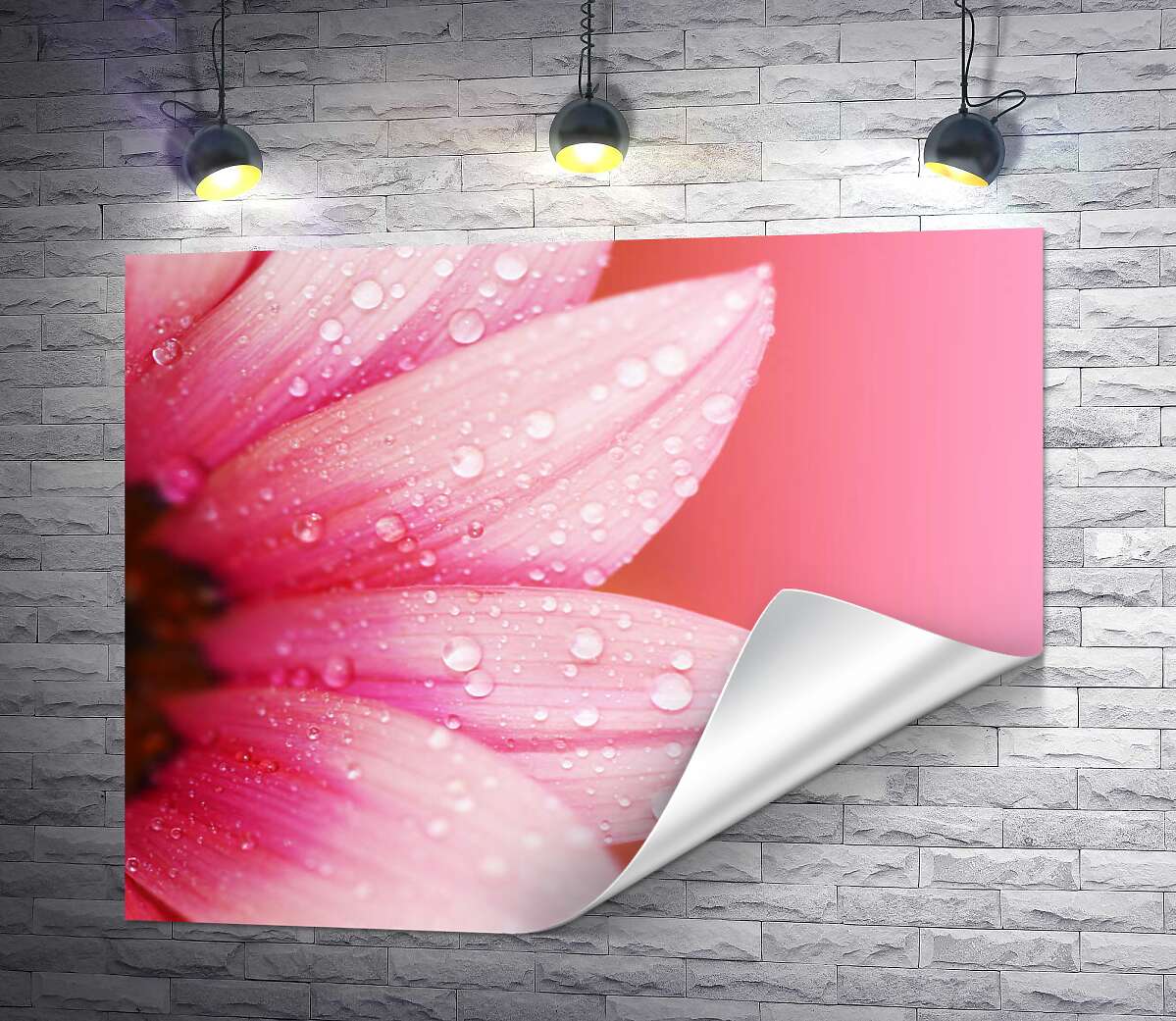 друк Рожеві пелюстки гербери вкриті перлинами роси
