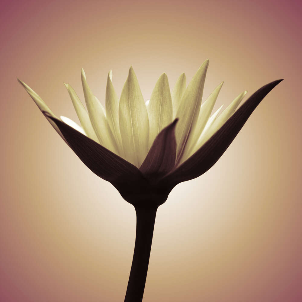 картина-постер Ніжно-пастельний силует квітки лотоса