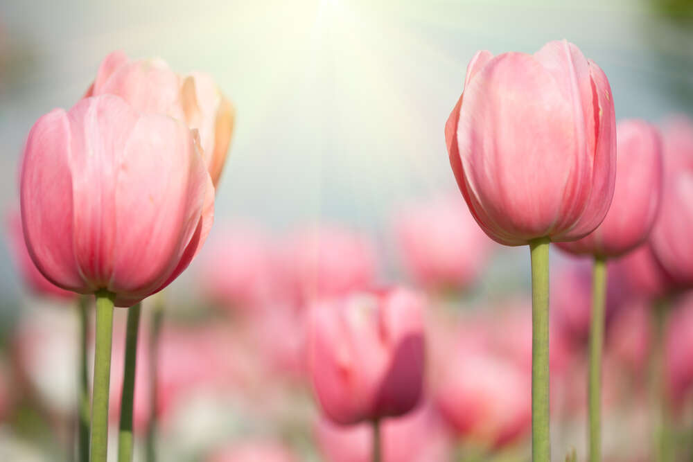 картина-постер Розовые головки тюльпанов тянутся к весеннему солнцу