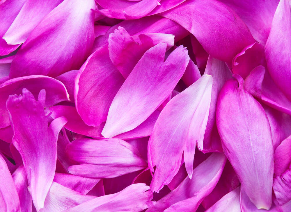 картина-постер Яркость розовых лепестков пионов