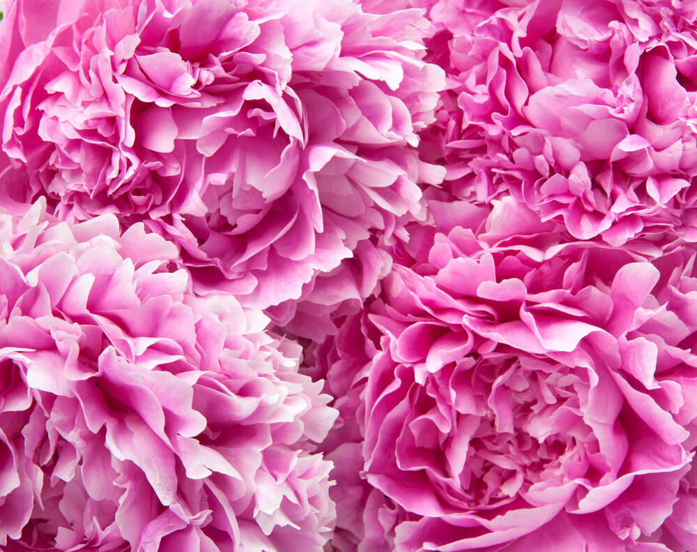 картина-постер Роскошные головки розовых пионов