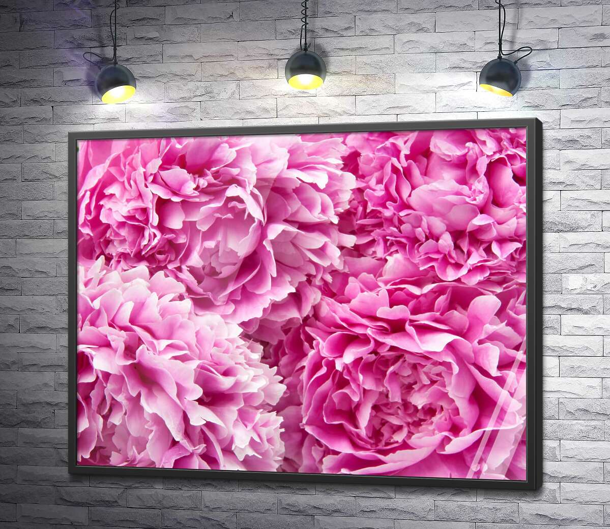 постер Роскошные головки розовых пионов