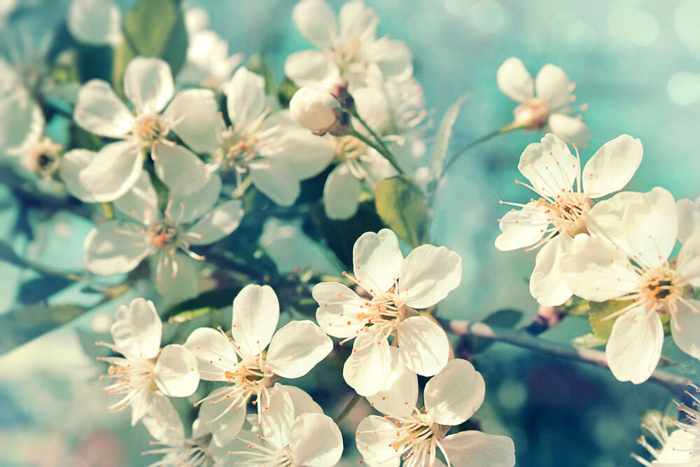 картина-постер Белые цветы яблони покрыли ветку