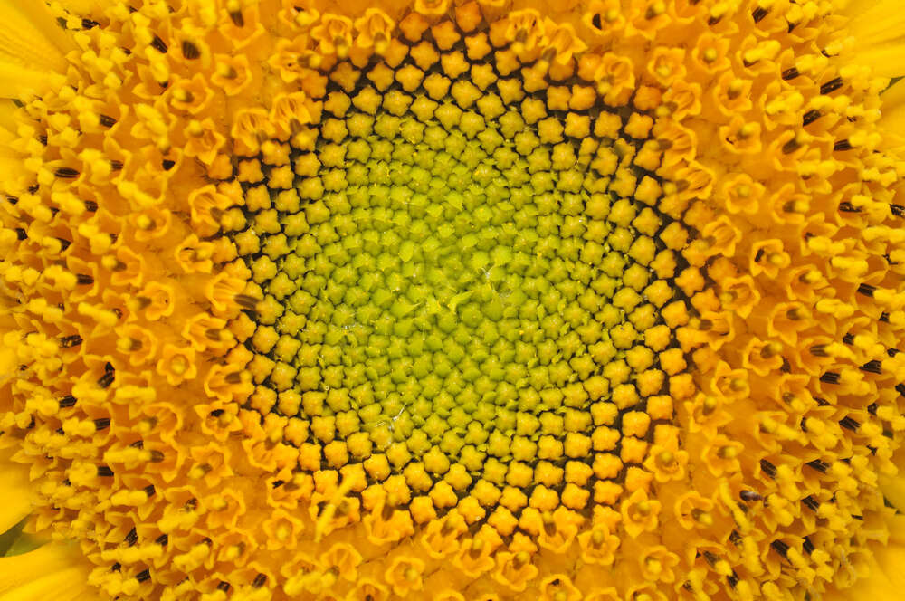 картина-постер Симетричність орнаменту серединки соняшника
