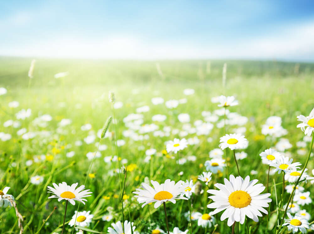 картина-постер Білосніжно чисті квіти ромашок у зеленому полі