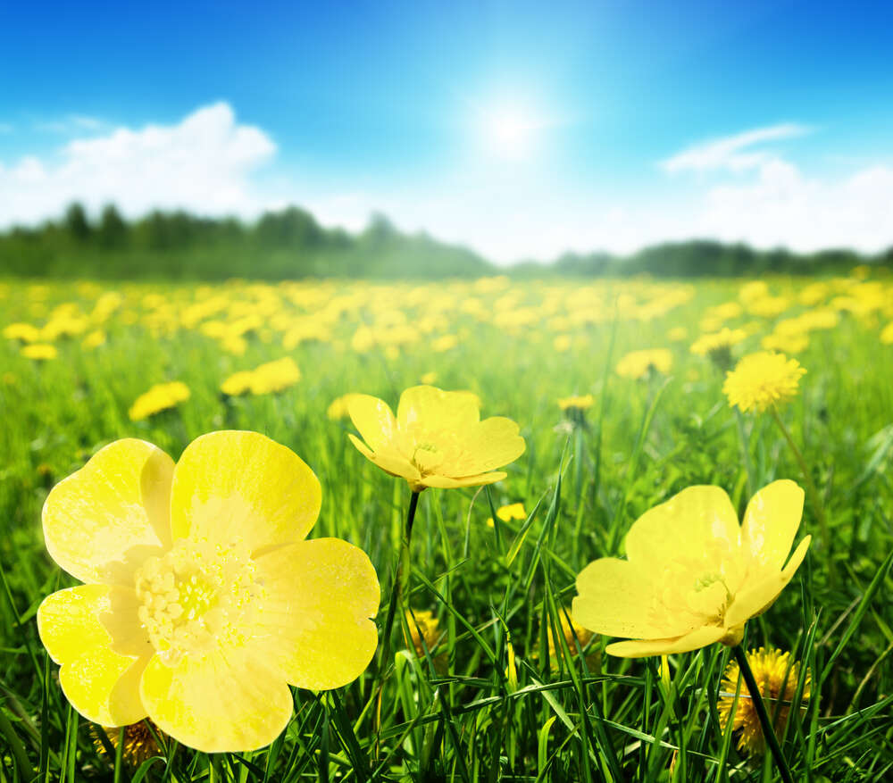картина-постер Яркие капли желтых цветов лютика на зеленом ковре травы