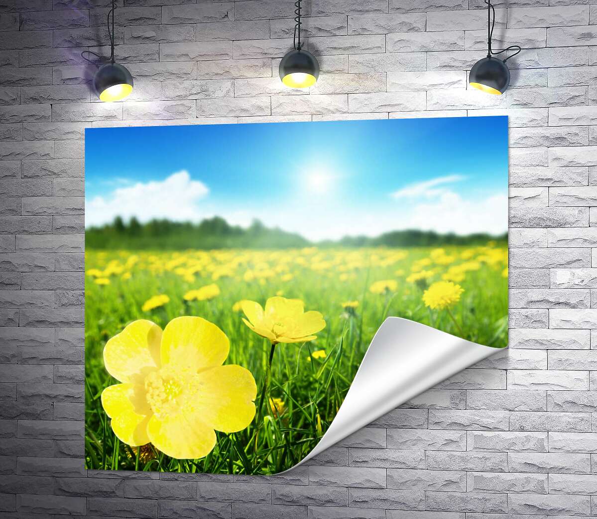 друк Яскраві краплі жовтих квітів жовтецю на зеленому килимі трави