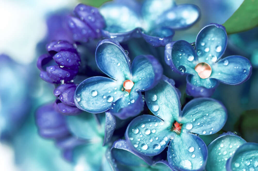картина-постер Голубые цветы сирени покрытые бусинами росы