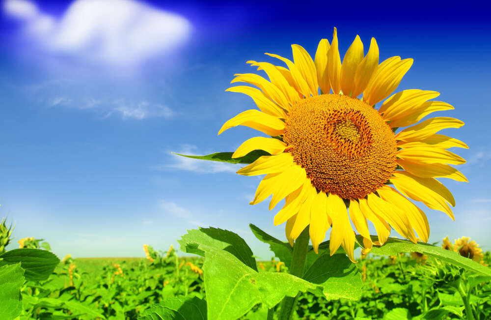 картина-постер Пелехатий соняшник ніжиться у сонячному світлі