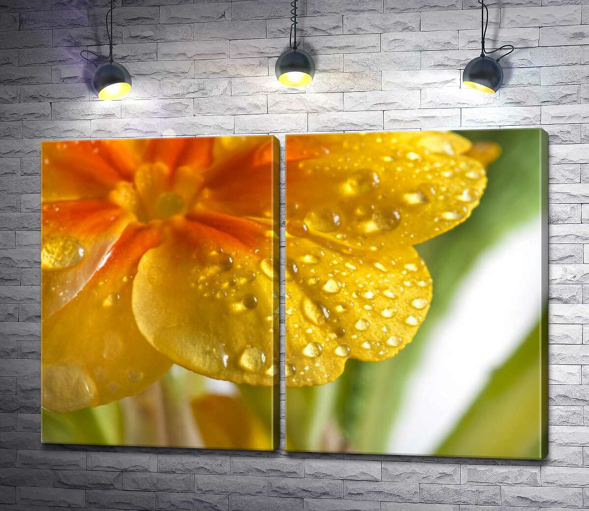 модульная картина Прозрачные капли росы на золотистых лепестках первоцвета