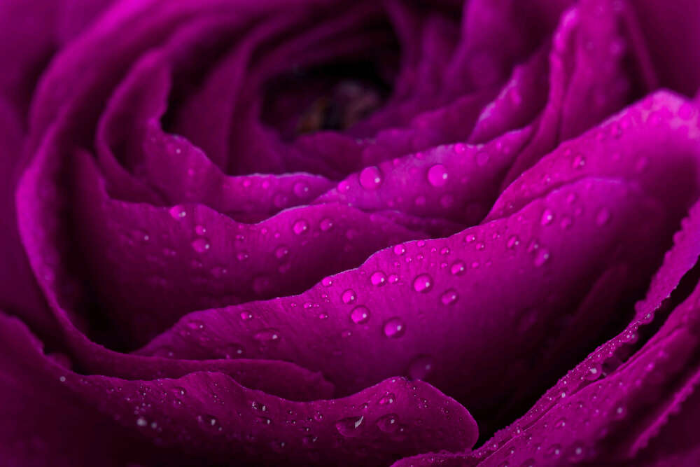 картина-постер Пышная роза цвета бордовой страсти