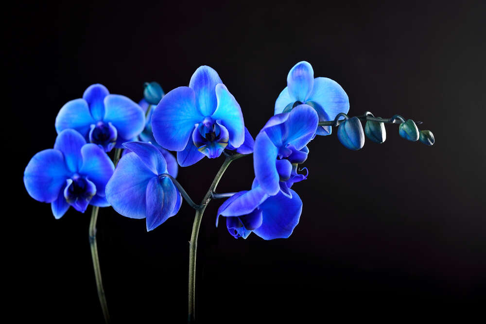 картина-постер Яркие цветы голубой орхидеи