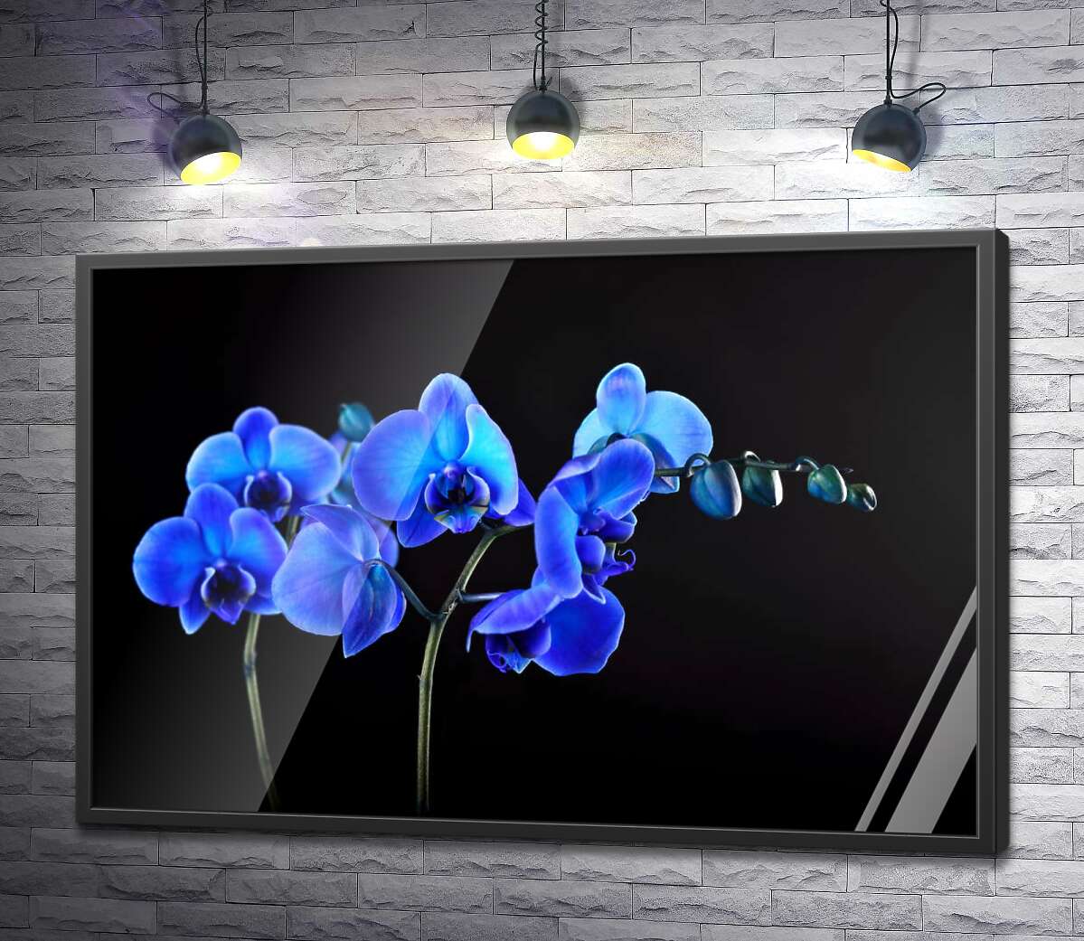 постер Яскраві квіти блакитної орхідеї