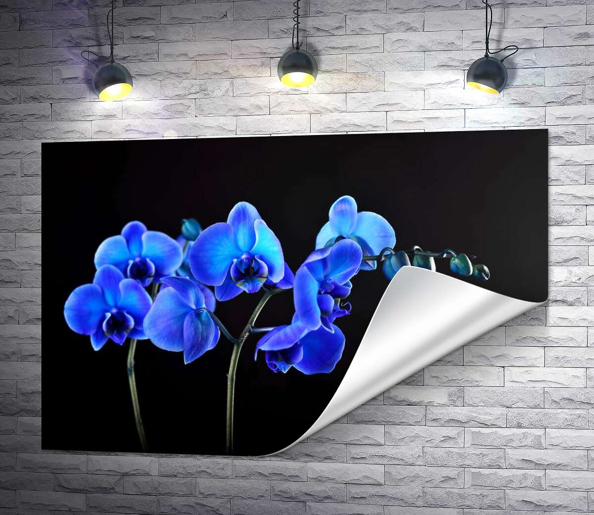 друк Яскраві квіти блакитної орхідеї