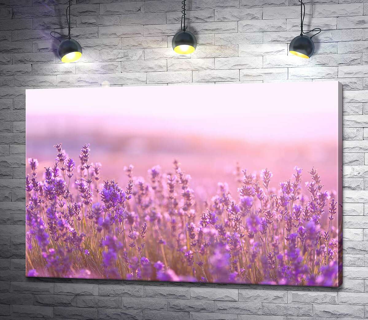 картина Фиолетовые кусты лаванды в розовом свете заката