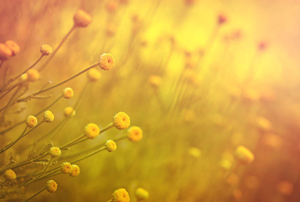 картина-постер Пухнасті голівки жовтих польових квітів