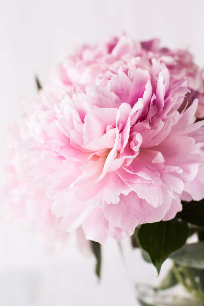 картина-постер Величественный цветок розового пиона
