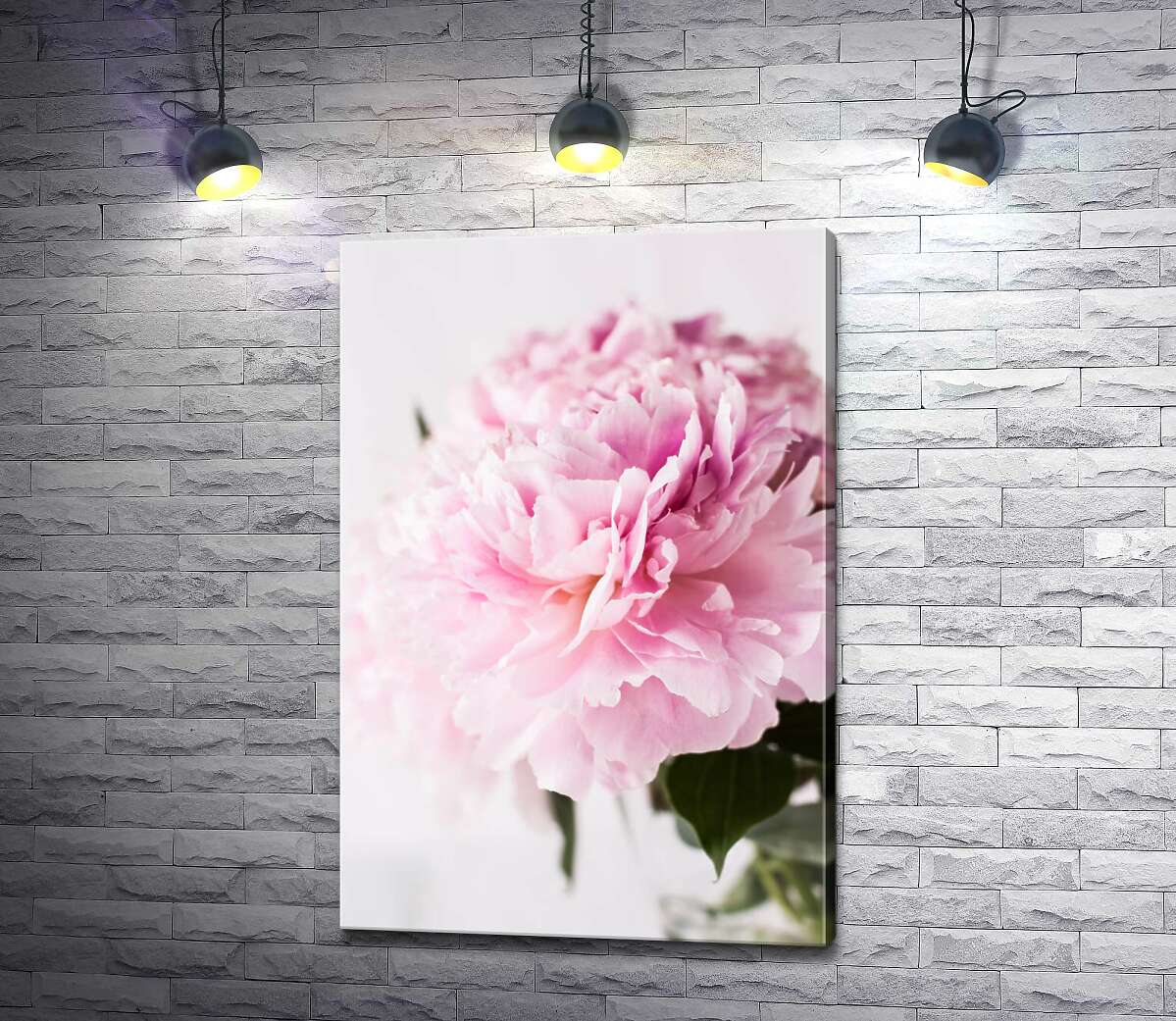 картина Величественный цветок розового пиона
