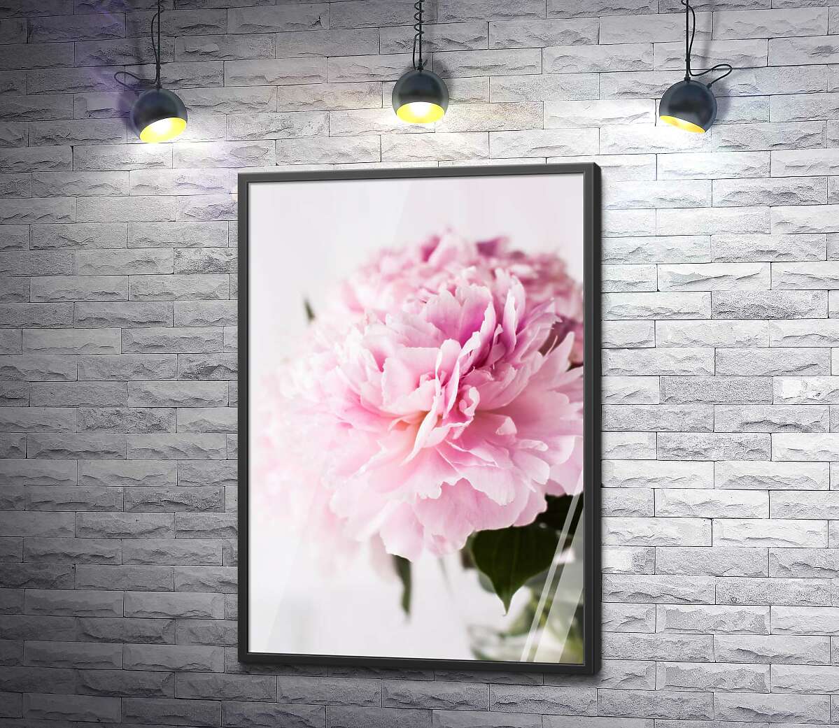 постер Величественный цветок розового пиона