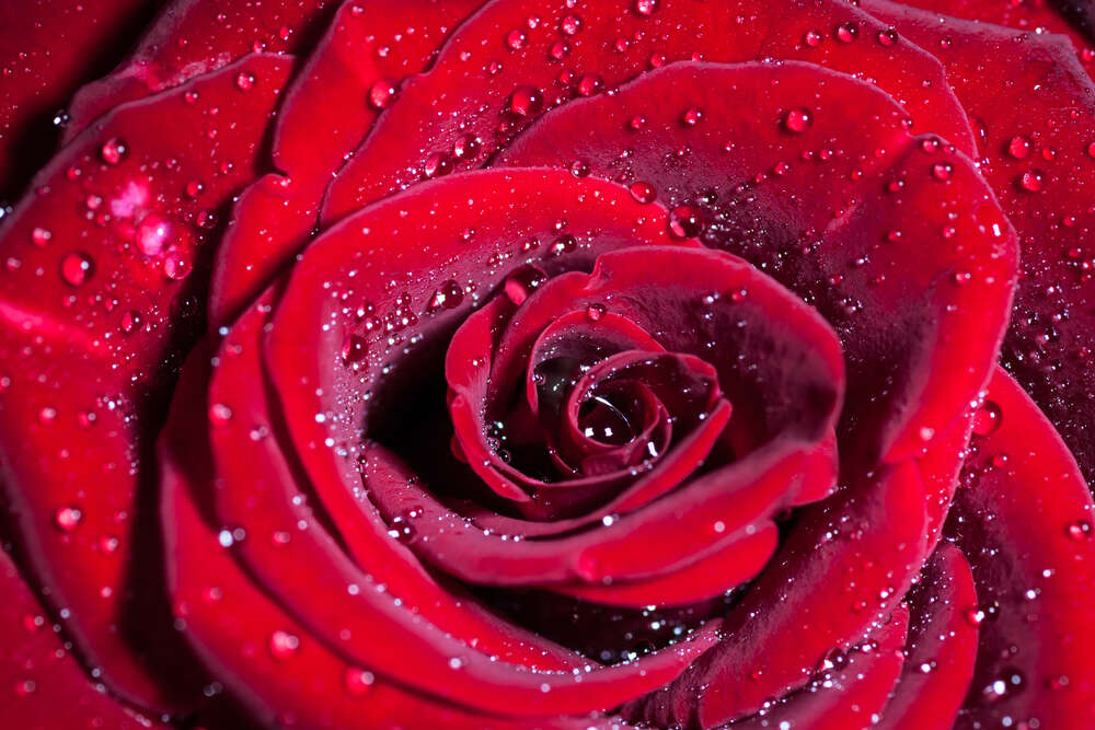 картина-постер Багровые лепестки розы орошены прозрачной росой
