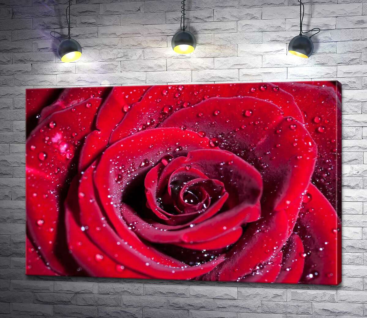картина Багряні пелюстки троянди зрошені прозорою росою