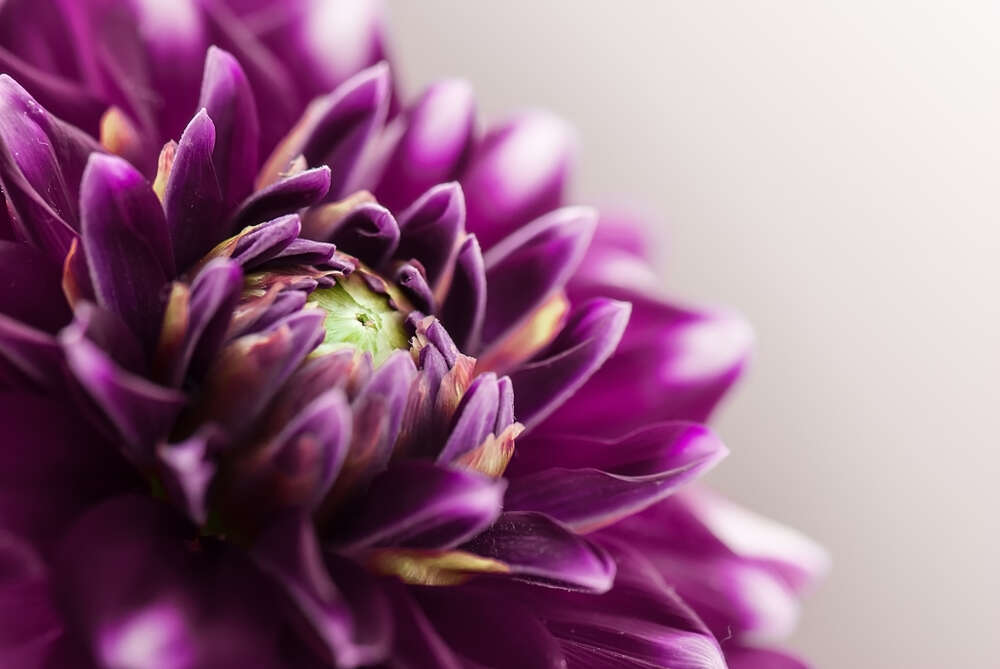 картина-постер Роскошная середина пурпурного цветка георгины