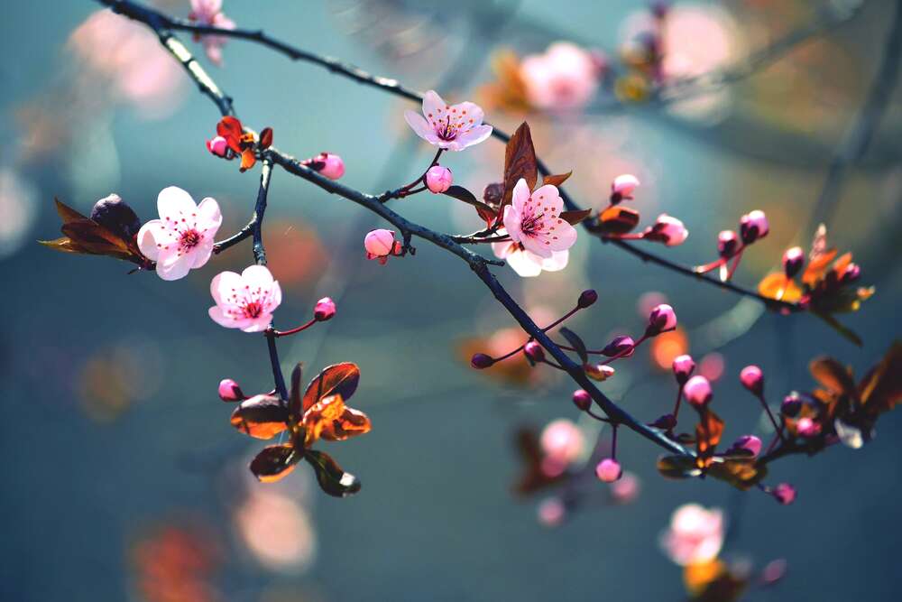 картина-постер Квітуча гілка сакури дощовим ранком