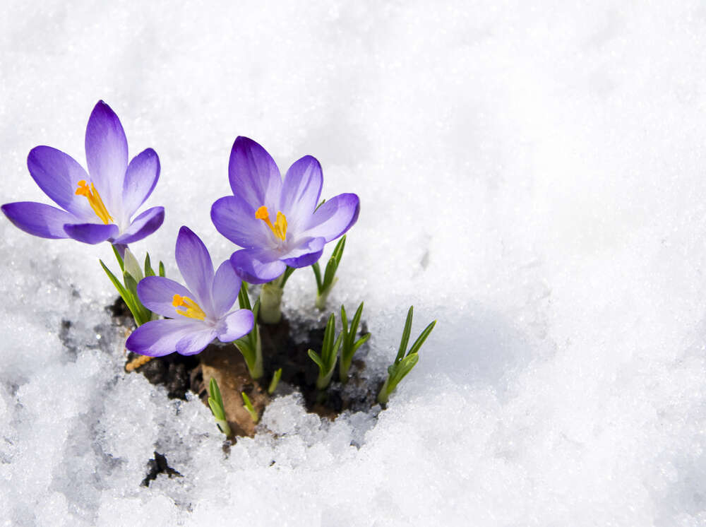 картина-постер Весняні крокуси сміливо пробиваються крізь сніг