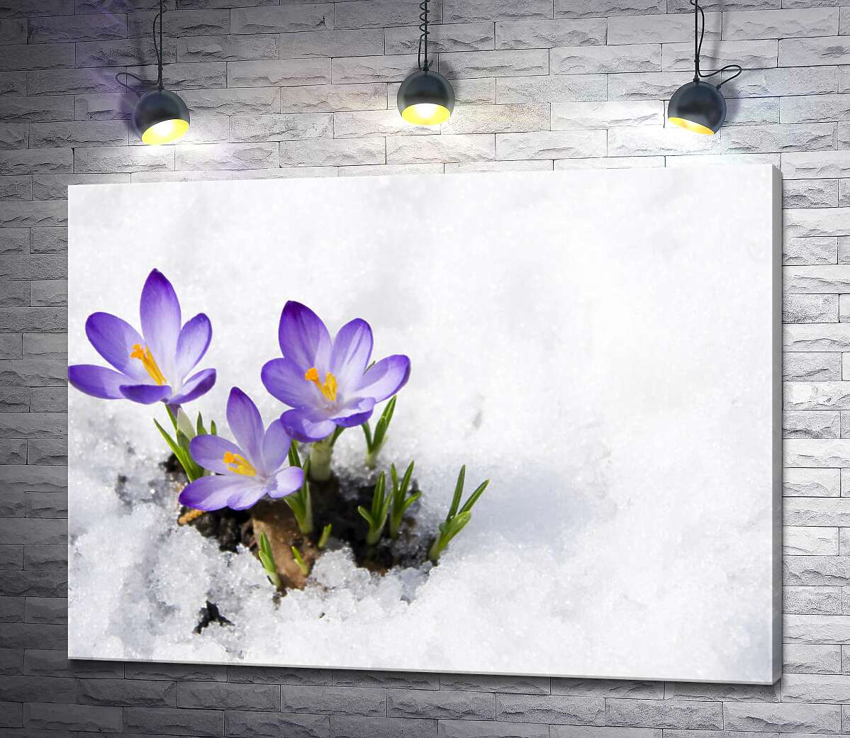 картина Весняні крокуси сміливо пробиваються крізь сніг
