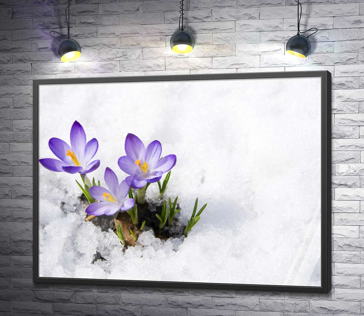 постер Весняні крокуси сміливо пробиваються крізь сніг
