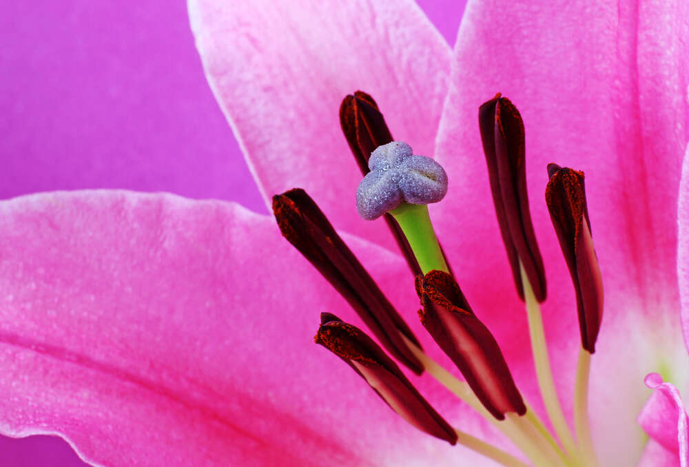 картина-постер Яркая серединка розовой лилии