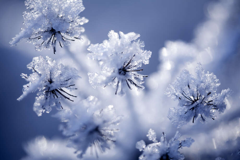 картина-постер Тоненькие головки цветов присыпаные снегом