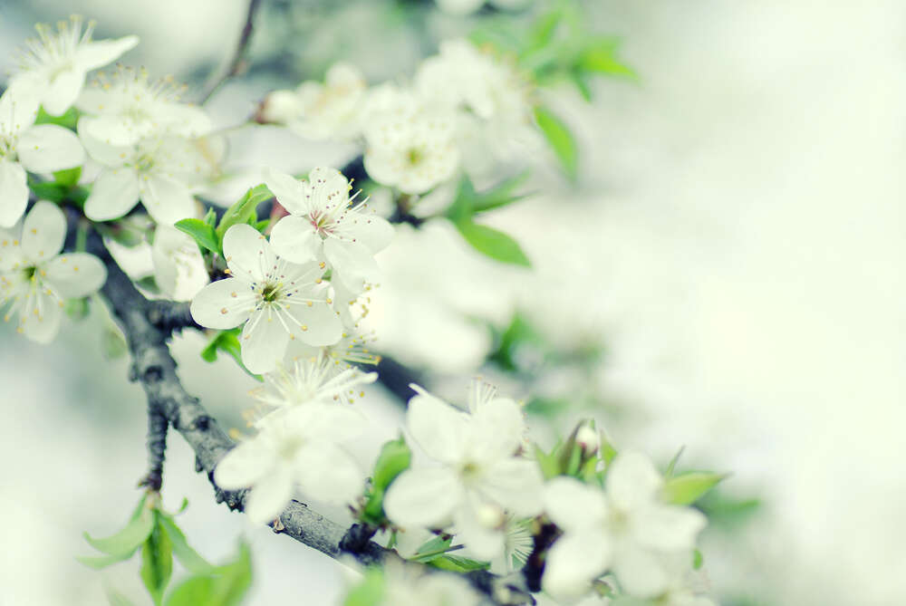 картина-постер Гілка вишні зацвіла білими ніжними квітами