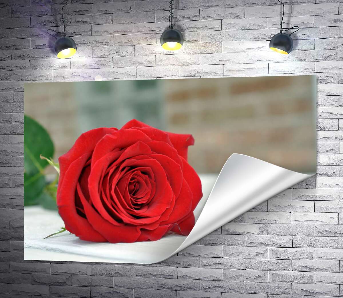 друк Червона троянда лежить на білому столі