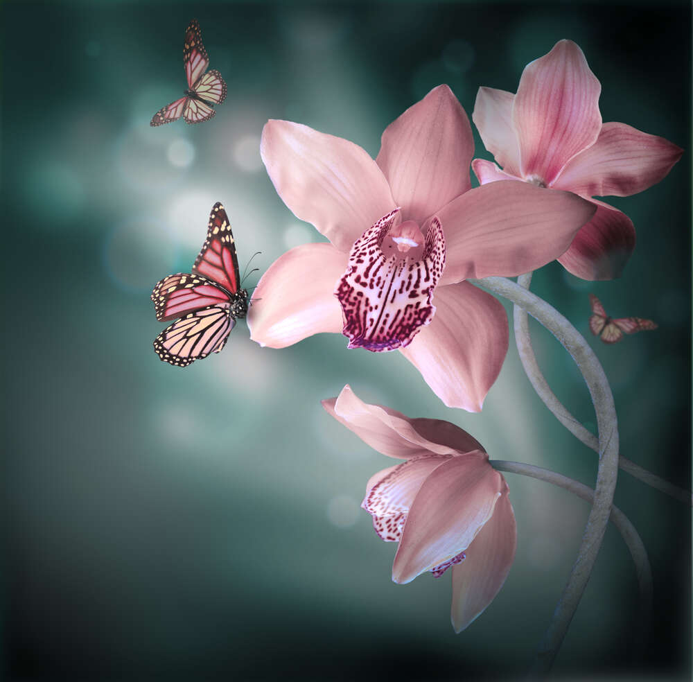 картина-постер Бабочки кружатся между пастельно-розовыми орхидеями