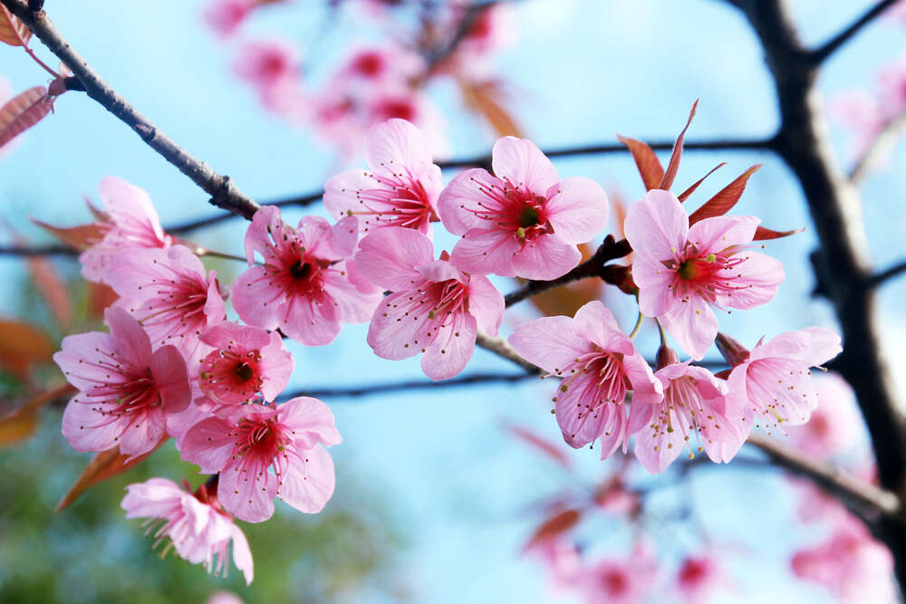 картина-постер Тендітні рожеві квіти сакури