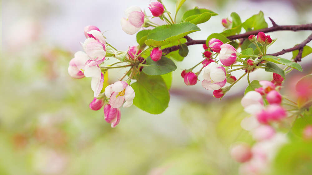 картина-постер Шелковистые розовые цветы яблони