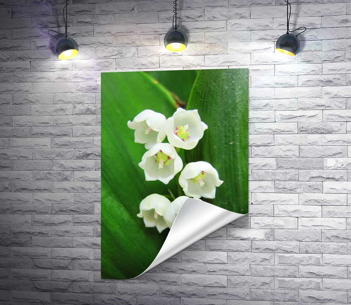 друк Кругленькі голівки білих квітів конвалії
