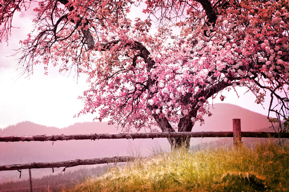 картина-постер Весеннее дерево в розовых цветах бросает тень на забор