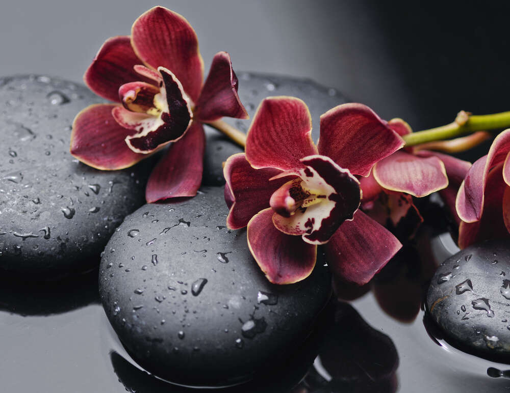 картина-постер Бархатные цветы орхидей лежат на гладких камнях угольного цвета