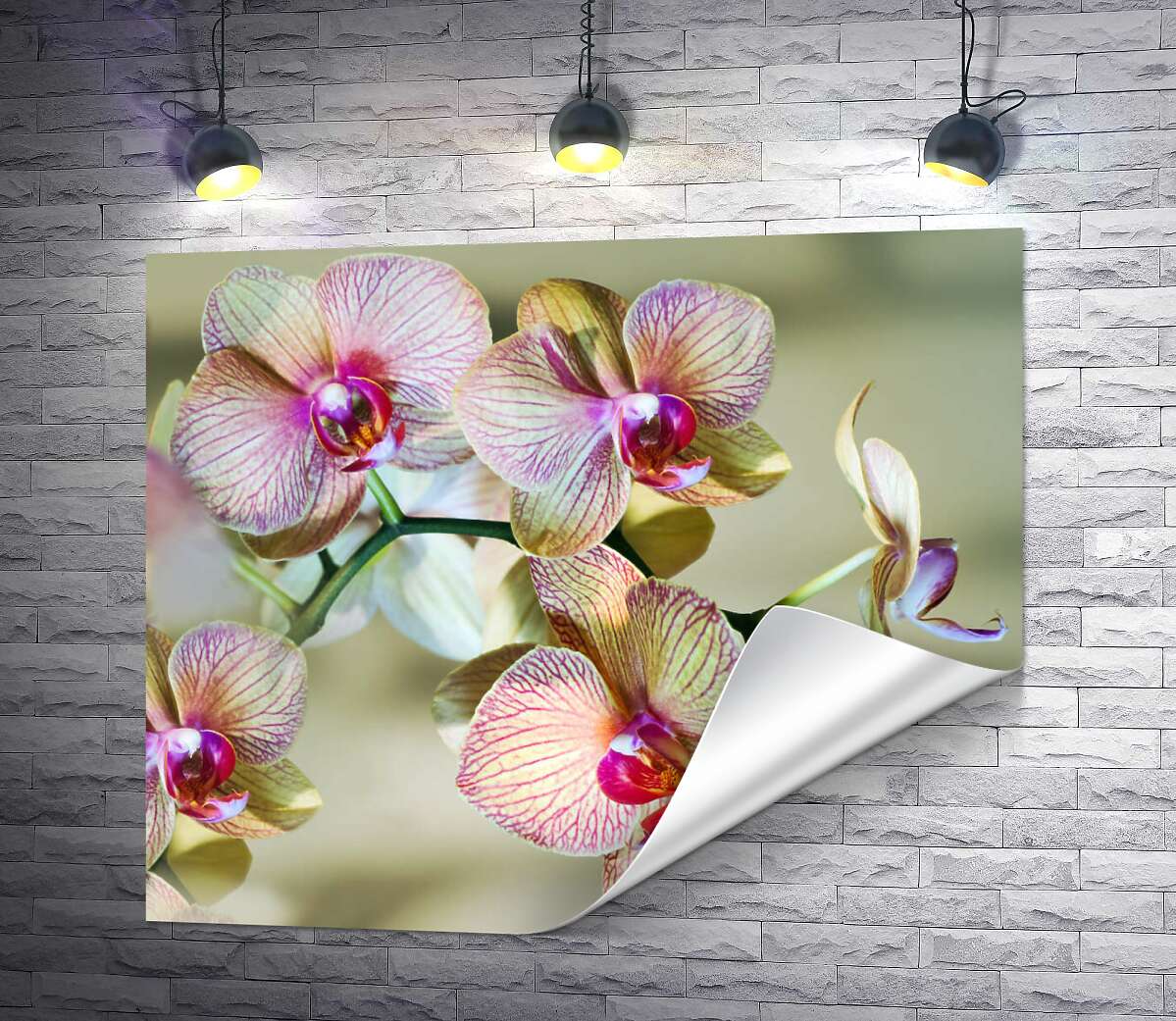 печать Розовые узоры на желтых лепестках орхидей