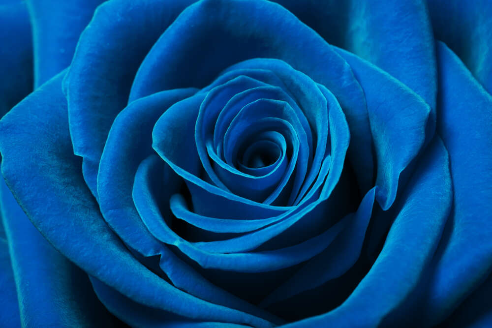 картина-постер Синий бархат лепестков розы
