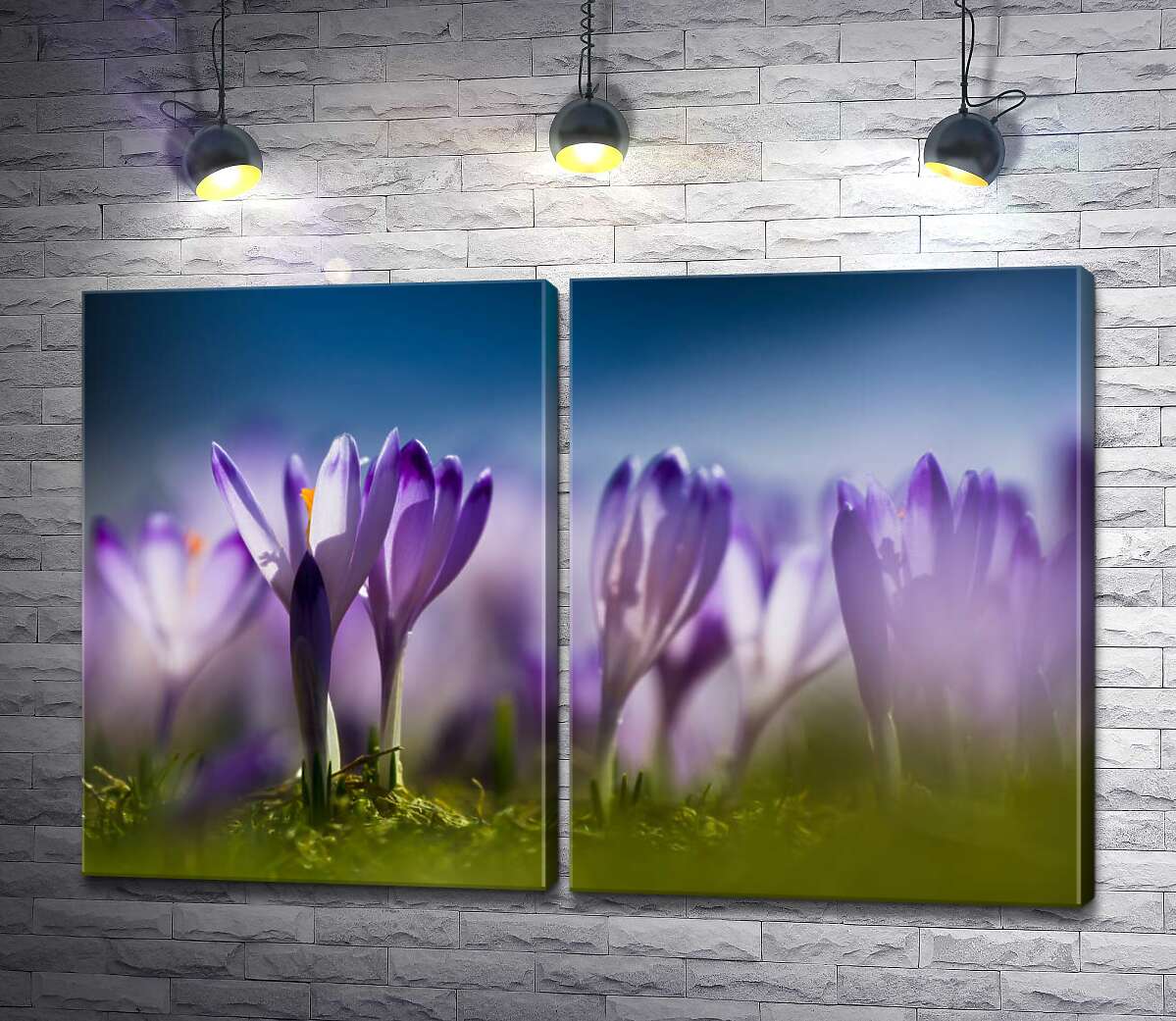 модульна картина Фіолетові квіти крокусів гріються на весняному сонечку