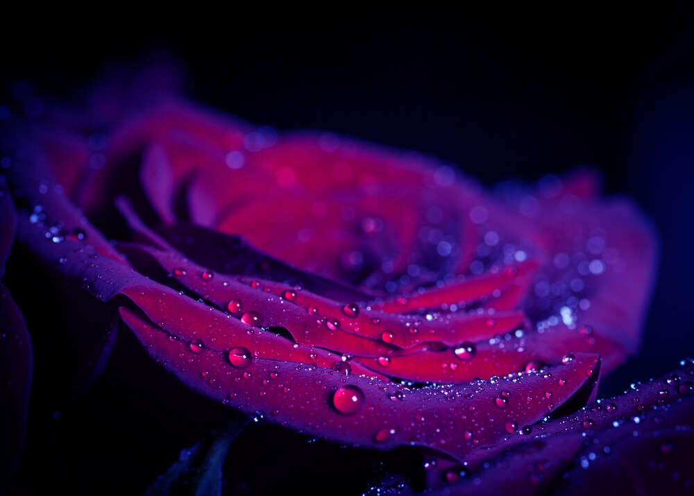 картина-постер Сині переливи багряних пелюсток троянди