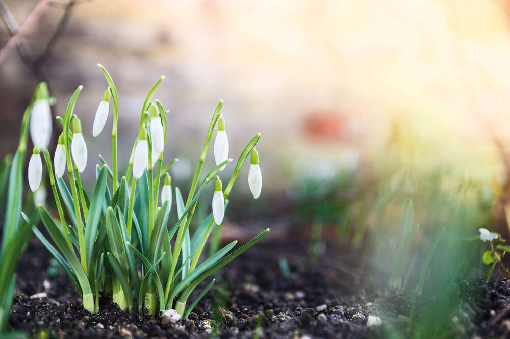 картина-постер Кущ підсніжників росте на весняній клумбі